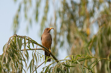 Bird with a worm
