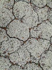Soil, mosses, plants and dry twigs on the surface of the characteristic northern tundra landscape. Background image, landscape texture. The pristine nature of the Arctic.