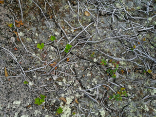 Soil, mosses, plants and dry twigs on the surface of the characteristic northern tundra landscape. Background image, landscape texture. The pristine nature of the Arctic.