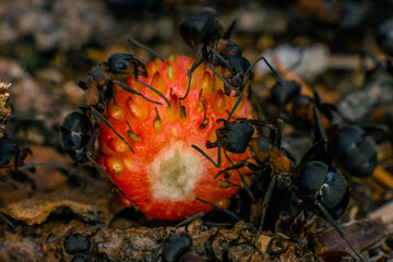 forest ants are trying to drag ripe strawberries into the anthill