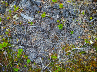 Soil, mosses, plants and dry twigs on the surface of the characteristic northern tundra landscape. Background image, landscape texture. The pristine nature of the Arctic.