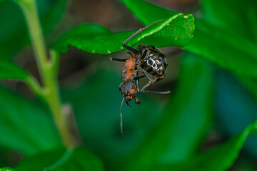 forest red ant examines the surroundings from a leaf