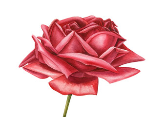 rose flower on isolated, white background watercolor hand drawing
