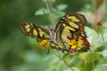 Butterfly 2019-221 / Malachite Butterfly (Siproeta stelenes)