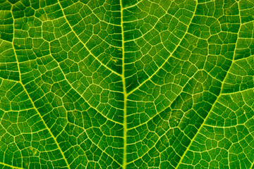 Leaf veins texture