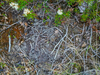 Naklejka na ściany i meble Soil, mosses, plants and dry twigs on the surface of the characteristic northern tundra landscape. Background image, landscape texture. The pristine nature of the Arctic.