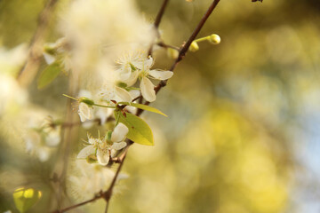 Plum blossom white petals close up at sunny day, Sao Paulo, Brazil