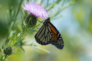 Fototapeta na wymiar Butterfly 2019-222 / Monarch butterfly (Danaus plexippus)
