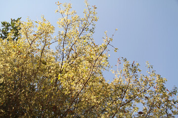 Plum blossom white petals close up at sunny day, Sao Paulo, Brazil