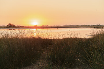 sunset at the pond. grass on the shore