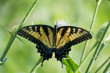 Butterfly 2019-223 / Tiger Swallowtail (Papilio glaucus)