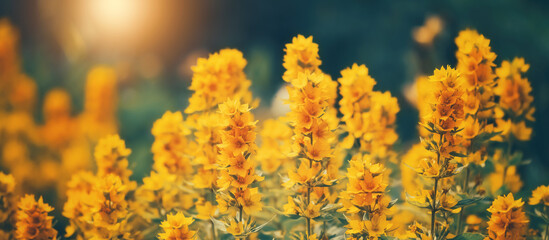 Beautiful autumn natural background with yellow flowers in sunlight, banner. Selective focus