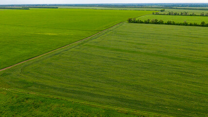Obraz premium Agriculture, green field of wheat shoots, aerial view