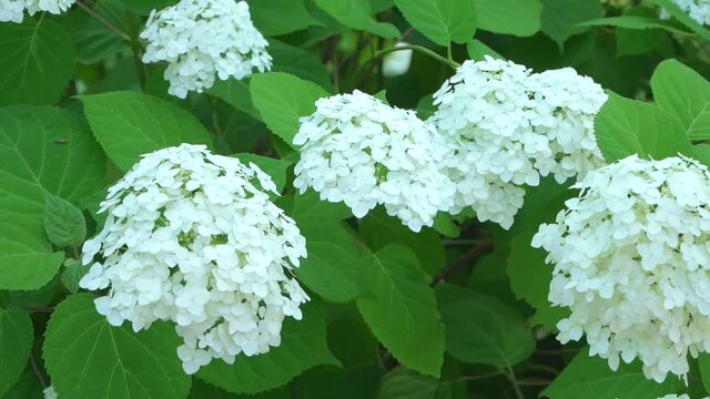 Hydrangea tree Hydrangea arborescens