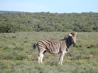 Fototapeta na wymiar Zebra in South African parc