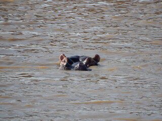 Hippo in river
