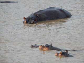 Hippo's in river