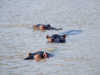 Fototapeta premium Hippo's swimming in river