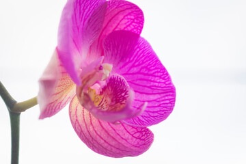 Beautiful purple orchid flower (Orchidaceae)
