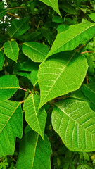 green leaves background