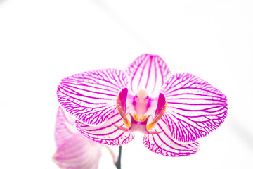 Fototapeta na wymiar Beautiful purple orchid flower (Orchidaceae)