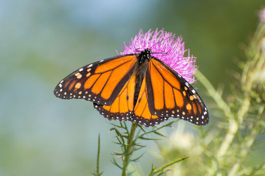 Butterfly 2017-187 / Monarch butterfly (Danaus plexippus)