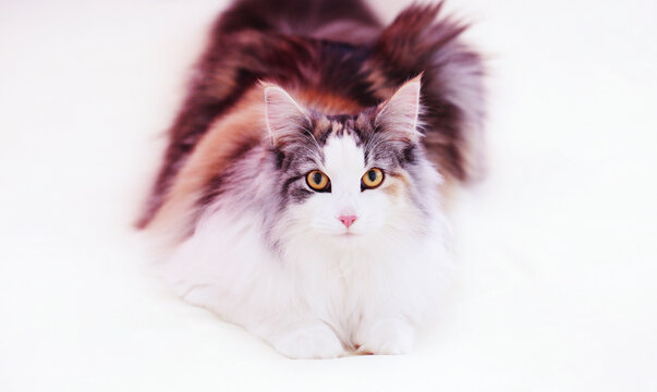 A young purebred long-haired tricolor Norwegian forest cat 10 months on a light background lies and looks at the camera.The color calico.Close up