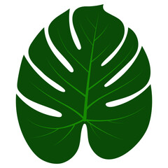 Palm leaf on white background