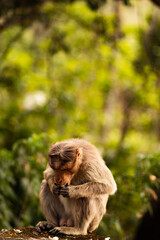 MonKey at Yercaud.
