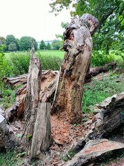 Fototapeta na wymiar old tree trunk
