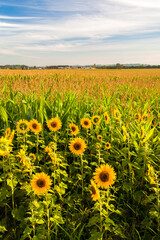 Sunflowers with a corn field in the background