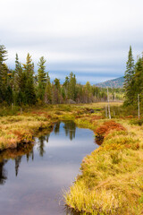 Fototapeta na wymiar A wetland surrounded by a forest in Adirondack National Park in Upper New York