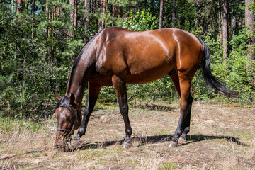 A brown horse eats grass in a field.
