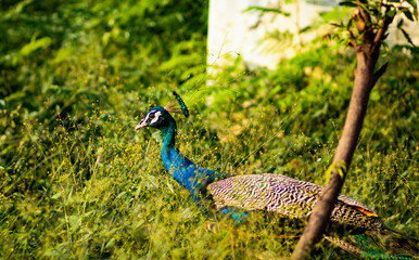 Naklejka premium Peacock at Kanyakumari