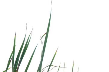 Wild grass plant leaves on white isolated background for green foliage backdrop 