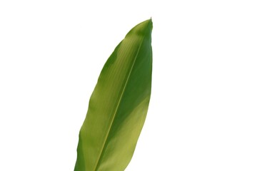 A tropical aquatic plant leaf on white isolated background for green foliage backdrop with copy space