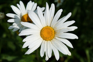 Obraz premium A beautiful oxeye daisy blossom