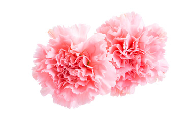 beautiful carnation isolated