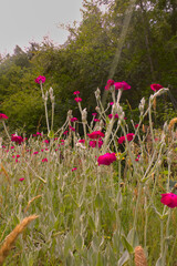 Frühlingshafte Blumen