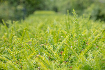 Green sprigs of spruce. Natural background, texture.