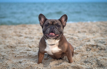 French Bulldog sits on the sand on the beach in the evening. Traveling with pets