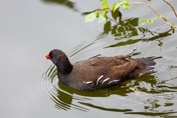 Bird swimming in lake in park
