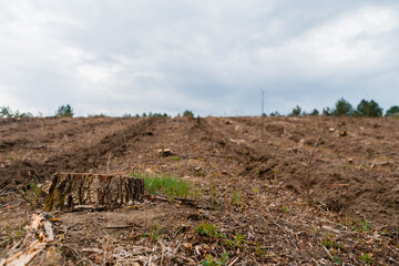 A stump after deforestation on fertile soil, aligned to the left.