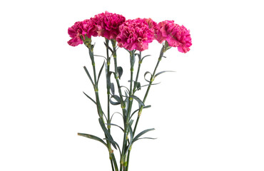 beautiful carnation isolated