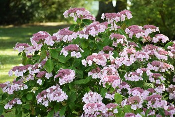 Double flowered Hortensia or Hydrangea  Macrophylla flowers, in the garden. © beres