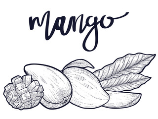 hand drawn mango set, vector