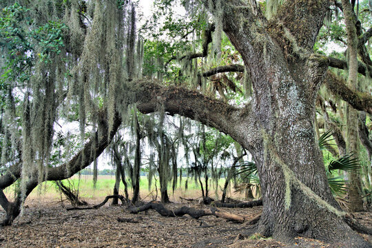  Spanish moss hanging on a Grand Live Oak tree in tropical Florida   
