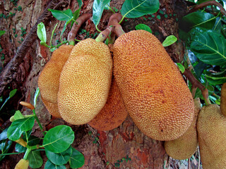 Jackfruits on tree (Artocarpus heterophyllus)