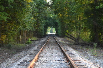 Railroad - Train Tracks Leading into Forest
