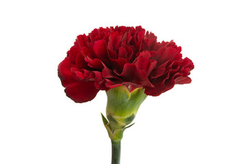 beautiful carnation isolated